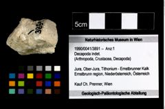 Foto (Objekt + Etikett) von Decapoda indet.  (NHMW-GEO-1990-0041-3891)